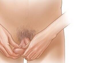 Jelking exercises to increase penis